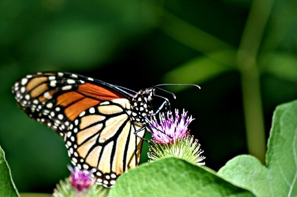 butterfly3