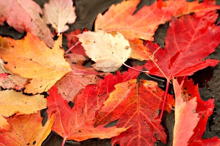 fall leafs